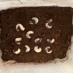 カブトムシ幼虫の画像