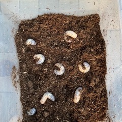 カブトムシ幼虫の画像
