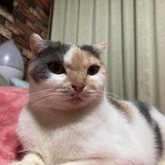 スコティッシュ パステル白三毛