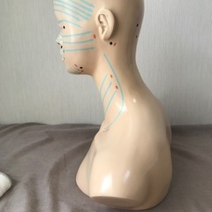 エステ　フェイシャル　デコルテ　マネキンの画像