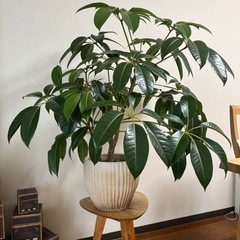 観葉植物　ツピタンサスの画像