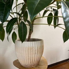 観葉植物　ツピタンサスの画像