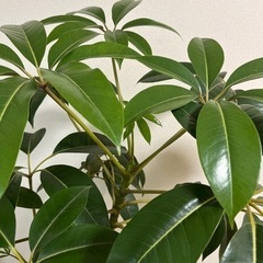 観葉植物　ツピタンサスの画像