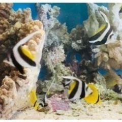 めちゃくちゃ可愛いハタタテダイ　海水魚