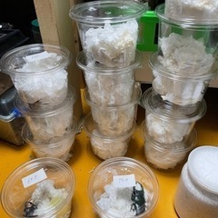 国産オオクワガタ　阿古谷産の画像