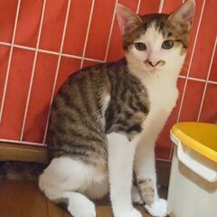 キジ白の男の子　6か月の桃太郎