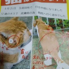 （見つかりました。）迷子の猫を探しています。