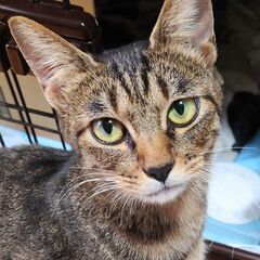 物置の親子猫　ルルさん(仮)