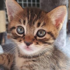  物置の親子猫　アル君(仮)