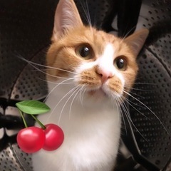 【お見合い可能！】人馴れ完璧！猫初心者・お子様OK甘えん坊さんです♡