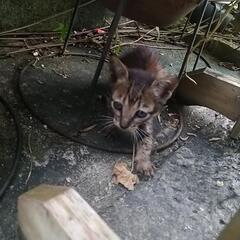 (また子猫産みました)野良猫  屋内8匹　野外複数匹 助けて欲しい − 兵庫県