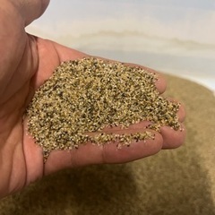 田砂 水槽　熱帯魚 コリドラス　ボトムサンド の画像