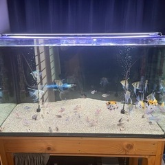 田砂 水槽　熱帯魚 コリドラス　ボトムサンド の画像