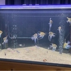 田砂 水槽　熱帯魚 コリドラス　ボトムサンド の画像