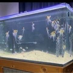 田砂 水槽　熱帯魚 コリドラス　ボトムサンド の画像