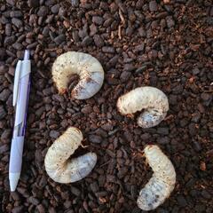 カブトムシの幼虫の画像
