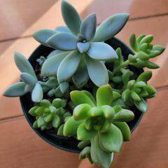 多肉植物セット１