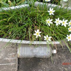 鉢植え　ゼフィランサス　白花