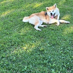 秋田犬里親募集
