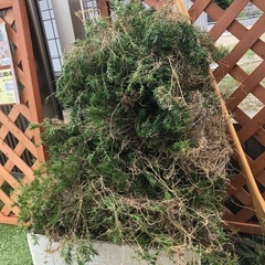 大量　芝桜