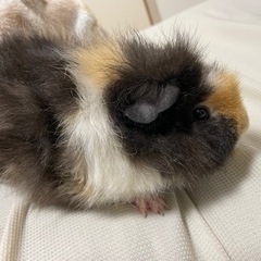 テディモルモット