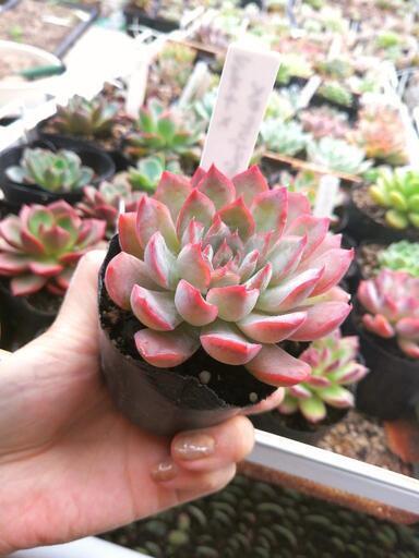 エケベリア　フィオナ×メキシコポルデンシス　多肉植物　抜き苗