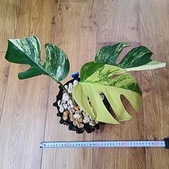 ラミレジィさん　同時梱包割引 モンステラ58 斑入　黄斑　オーシャンミント ラミレジィさん様専用 同時梱包割引 モンステラ58 斑入 黄斑