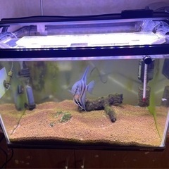 コトブキ製水槽450cm+フィルター+LEDライト+ヒーターの画像
