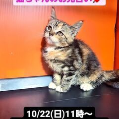 10/22(日)譲渡会。7/2生スコテッシュストレート♀(⋈◍＞...