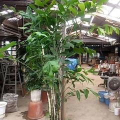 破格値の観葉植物が残りわずかです‼️の画像