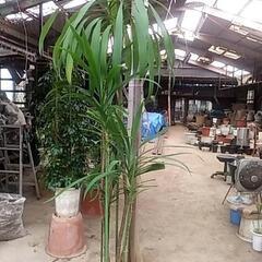 破格値の観葉植物が残りわずかです‼️の画像