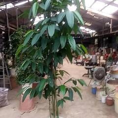 破格値の観葉植物が残りわずかです‼️の画像