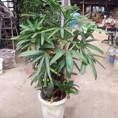 破格値の観葉植物が残りわずかです‼️の画像