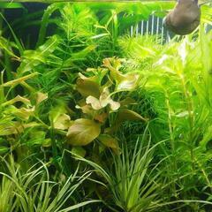 メダカ稚魚