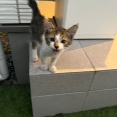 子猫