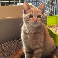 この子を幸せな猫ちゃんにしてください