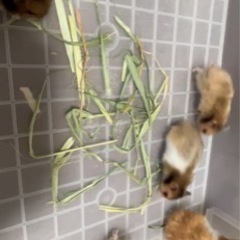 ゴールデンハムスターの赤ちゃん