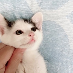 ホワイトベースにクロブチ2つ　小さくて可憐な可愛い仔猫