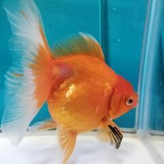 金魚 オランダ獅子頭 ローズテール⑩ 13.0cm前後 1匹 