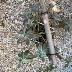 多肉植物🪴の画像