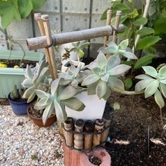 多肉植物🪴の画像