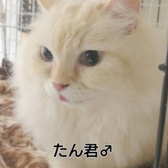 マンチカンのオス　タンくん