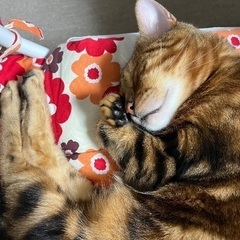 大阪、京都、奈良の方★甘えん坊ベンガルマーブル！オス6歳くらい⭐︎成猫 − 大阪府