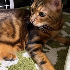 大阪、京都、奈良の方★甘えん坊ベンガルマーブル！オス6歳くらい⭐︎成猫 - 大阪市