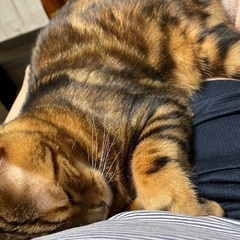 大阪、京都、奈良の方★甘えん坊ベンガルマーブル！オス6歳くらい⭐︎成猫 - 猫