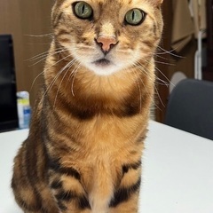 大阪、京都、奈良の方★甘えん坊ベンガルマーブル！オス6歳くらい⭐︎成猫の画像