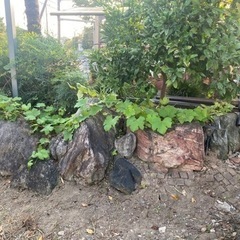 大きな庭石