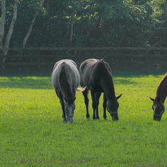 競走馬輸送ドライバー【人気の競馬を支えるお仕事です】の画像
