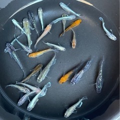 🐟ミックスメダカ② 30匹 今年生まれ幼魚〜若魚🐟