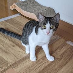 お見合い決定のため、一旦募集を停止します。🐱避妊手術済み🐱6ヶ月...